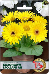 Гербера Колорблум Ело Дарк Ай 5шт Б/техн